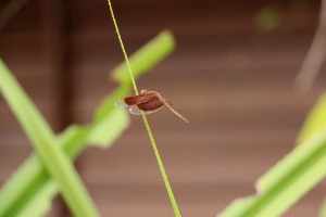 Moth in motion